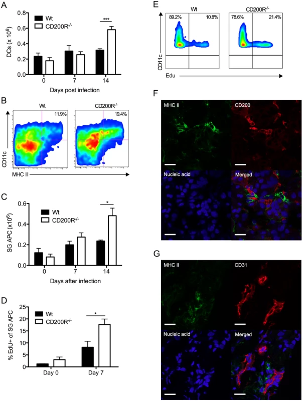 CD200R restricts myeloid cell accumulation and SG-APC proliferation.