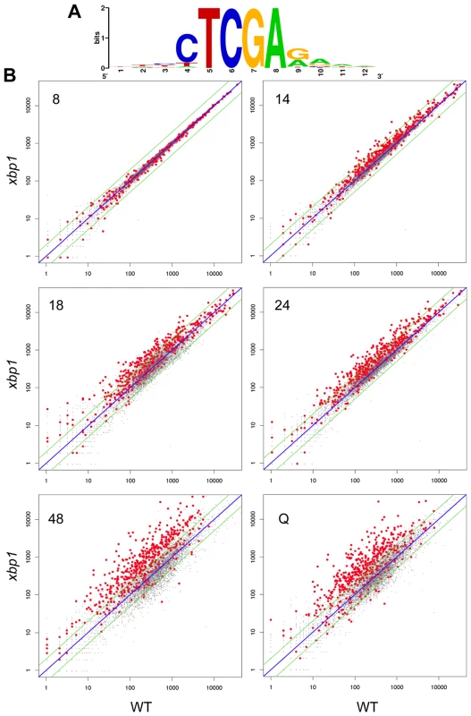 Genes with Xbp1 binding sites in their promoters are repressed after the diauxic shift.
