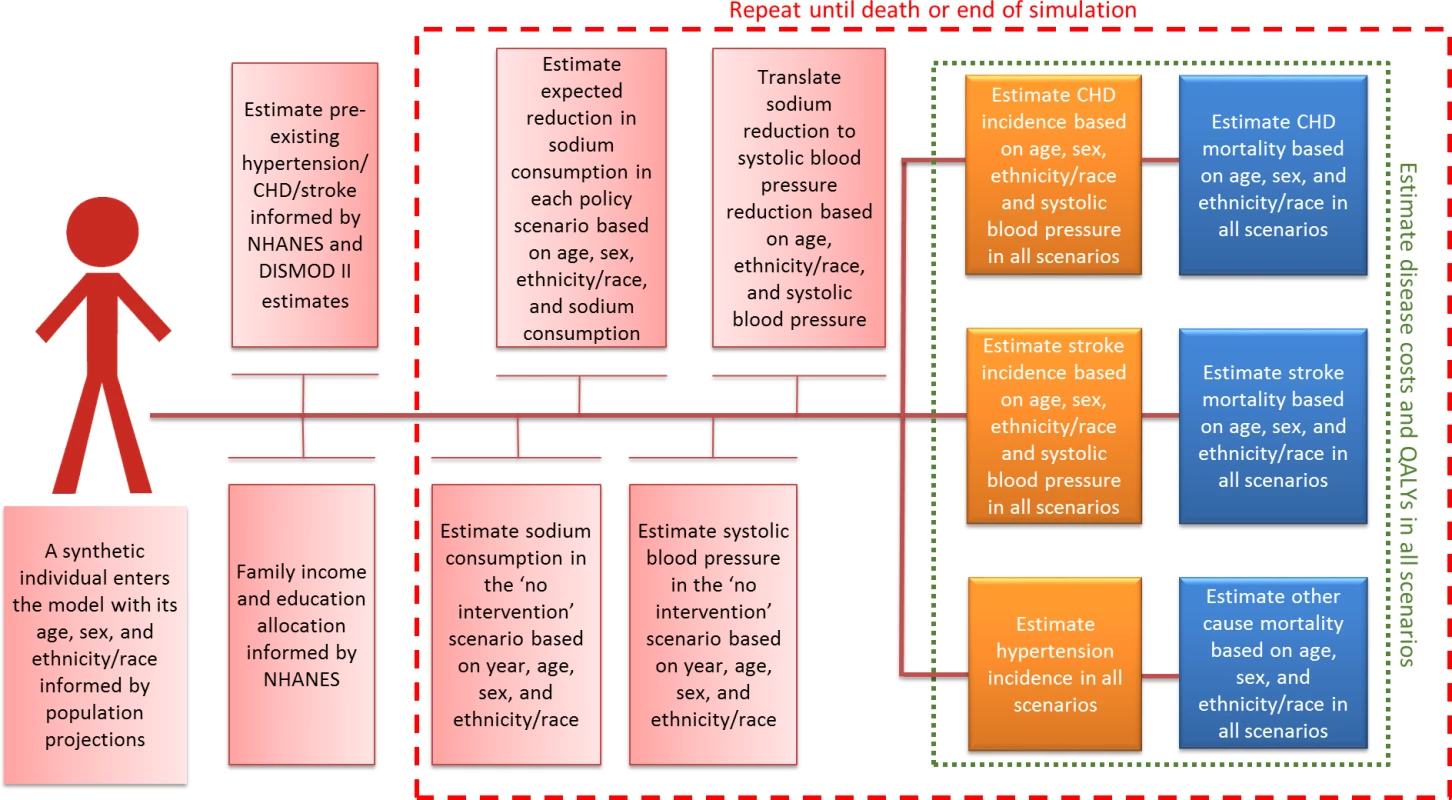 Simplified model structure.