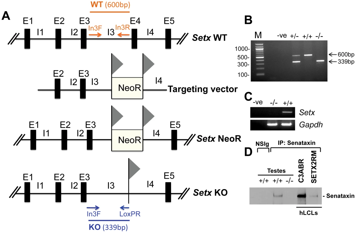 Targeted disruption of the mouse <i>Setx</i> gene.