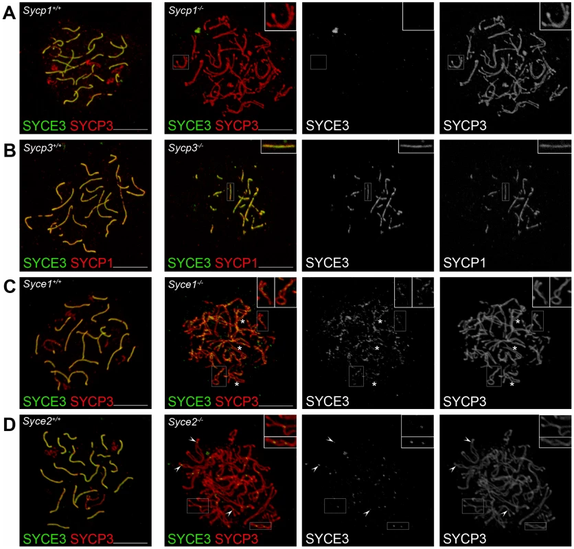 SYCE3 chromosome loading requires SYCP1 but is independent of SYCE1, SYCE2, and SYCP3.