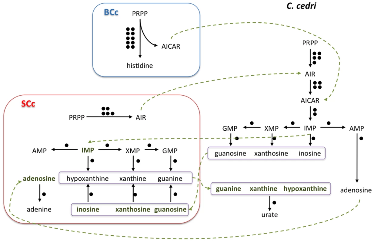 Outline of the putative synthesis of nucleotides by the consortium (<i>C. cedri, B. aphidicola</i> BCc, and <i>S. symbiotica</i> SCc).