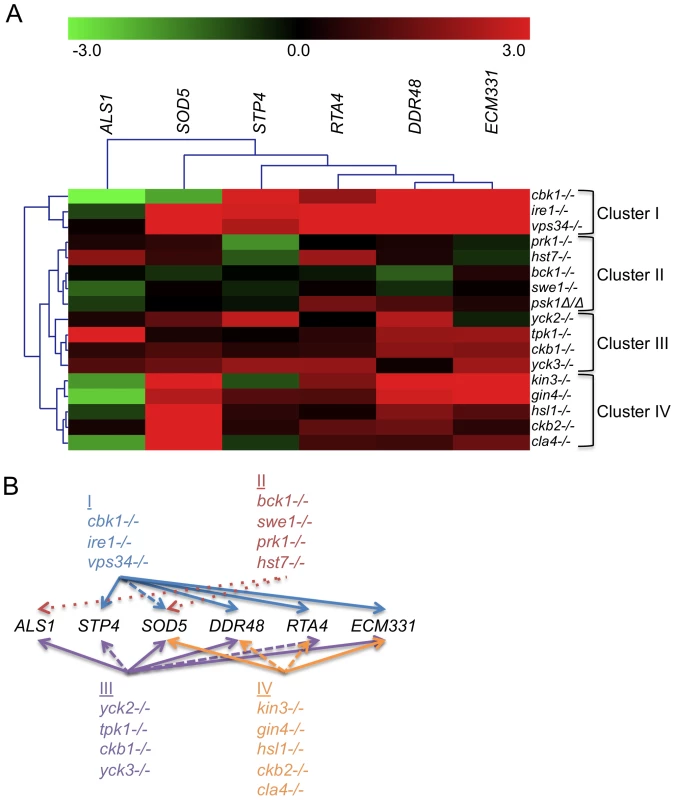PK and PK-related mutant strains show a damage response in the absence of cell wall stress.