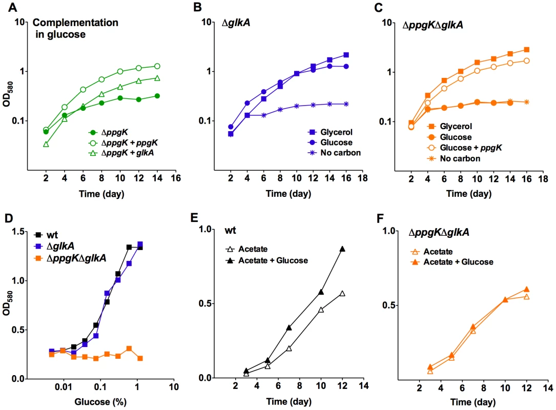 Rv0650 (GLKA) can mediate growth on glucose.