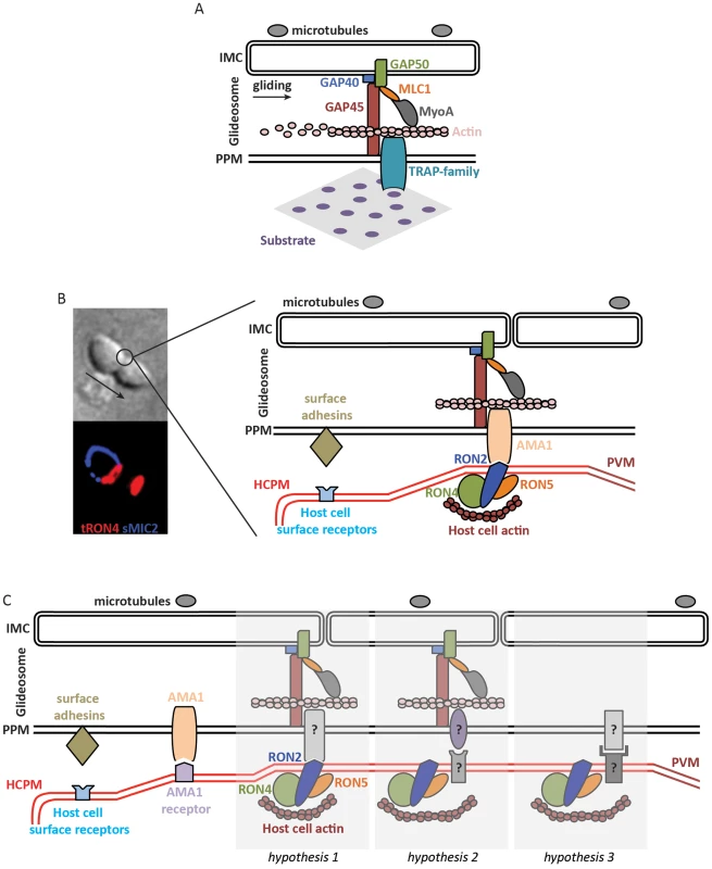 Molecular models of apicomplexan gliding and invasion.