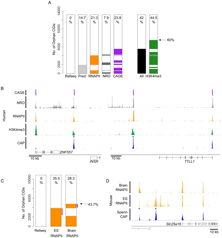 Many orphan CGIs demarcate sites of transcriptional initiation with tissue-restricted activity.