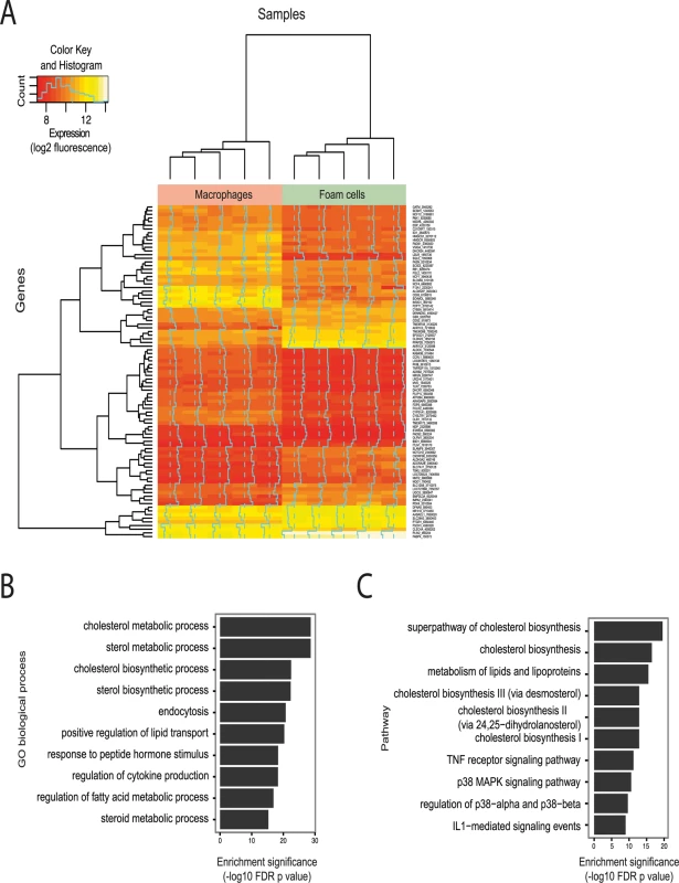 Effect of oxLDL-induced foam cell formation on gene expression in human macrophages.