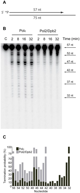 Processivity of the exonuclease activity of Pol ε holoenzyme and Pol2/Dpb2 complex.