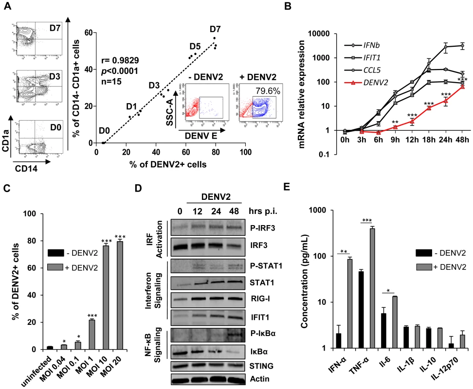 Mo-DC are highly susceptible to DENV infection and generate a broad antiviral and inflammatory response.