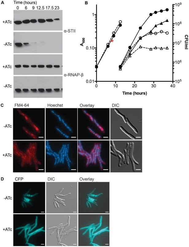 Depletion of DnaK is bacteriostatic in <i>M. smegmatis</i> and disrupts membrane structure.