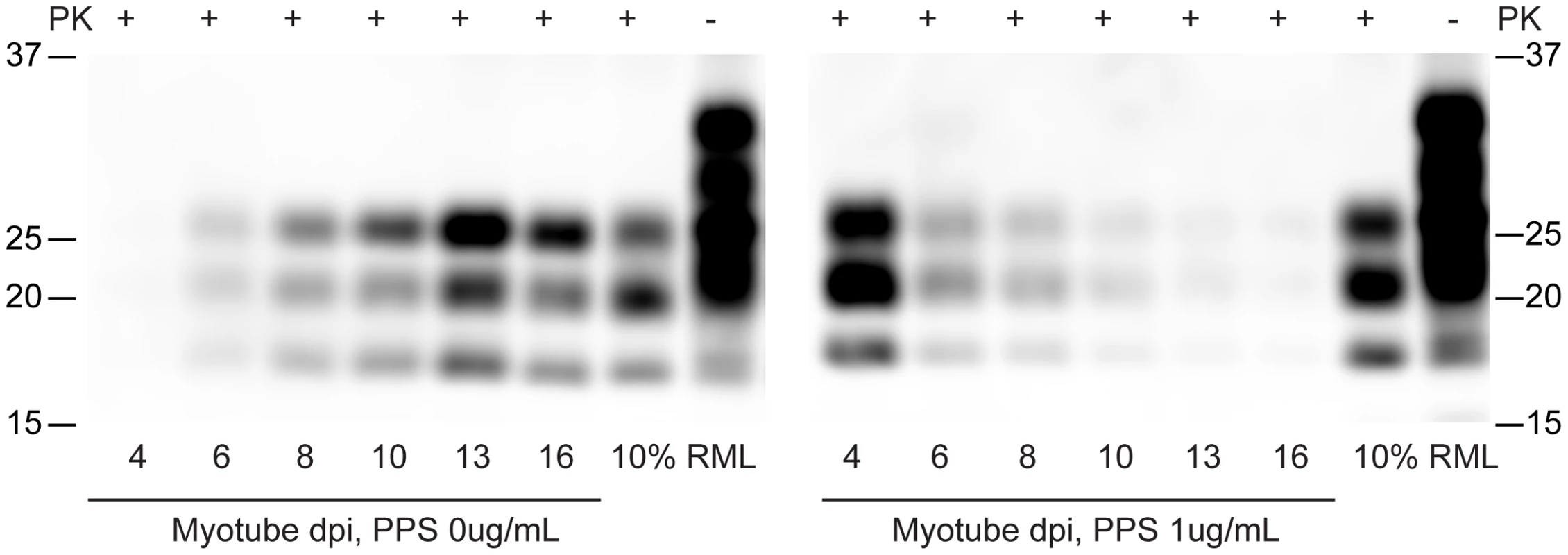 Pentosan polysulfate inhibits PrP<sup>Sc</sup> accumulation in C2C12 myotubes.