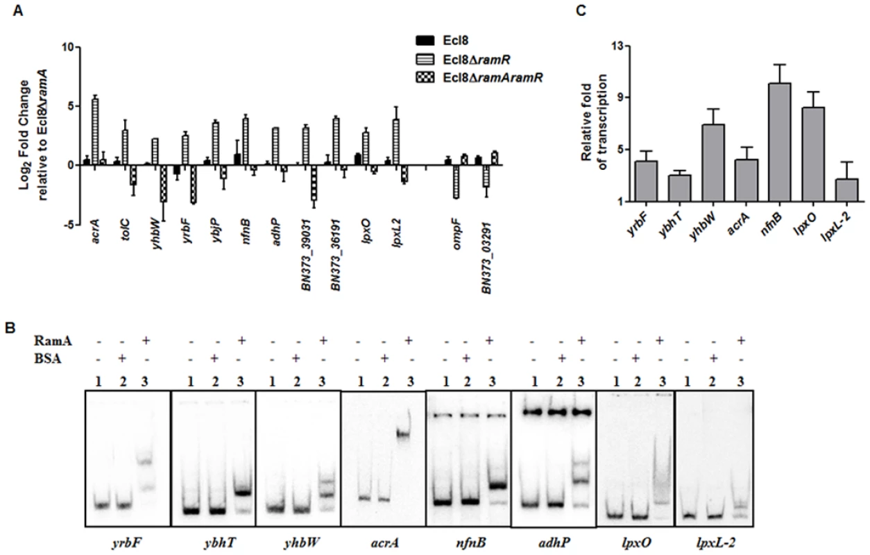 A: Quantitative real-time RT-PCR validation of differentially expressed genes in Ecl8∆<i>ramR</i>.