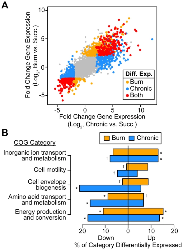 <i>P. aeruginosa</i> differentially regulates genes involved in metabolism, motility, and outer surface remodeling in wound infections.