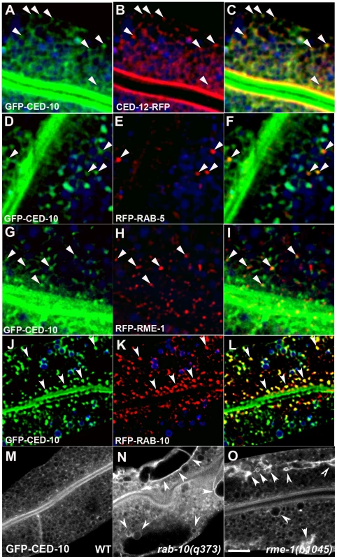 CED-10 localizes to early and recycling endosomes, and colocalizes with CED-12, in the intestine.