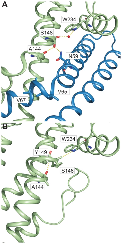 π–bulge in SipD domain 2 permitted the assembly of the PrgI-SipD<sub>ΔD1</sub> complex.