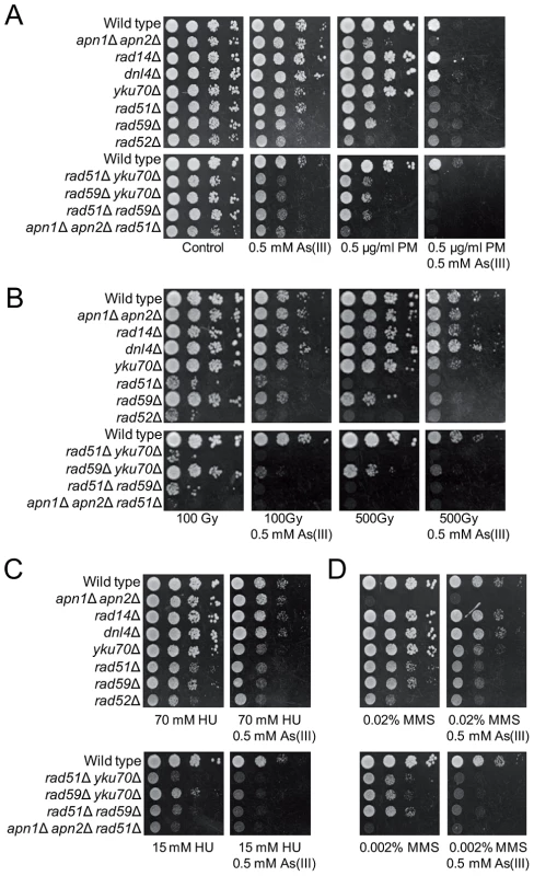 As(III) enhances cytotoxicity of phleomycin.