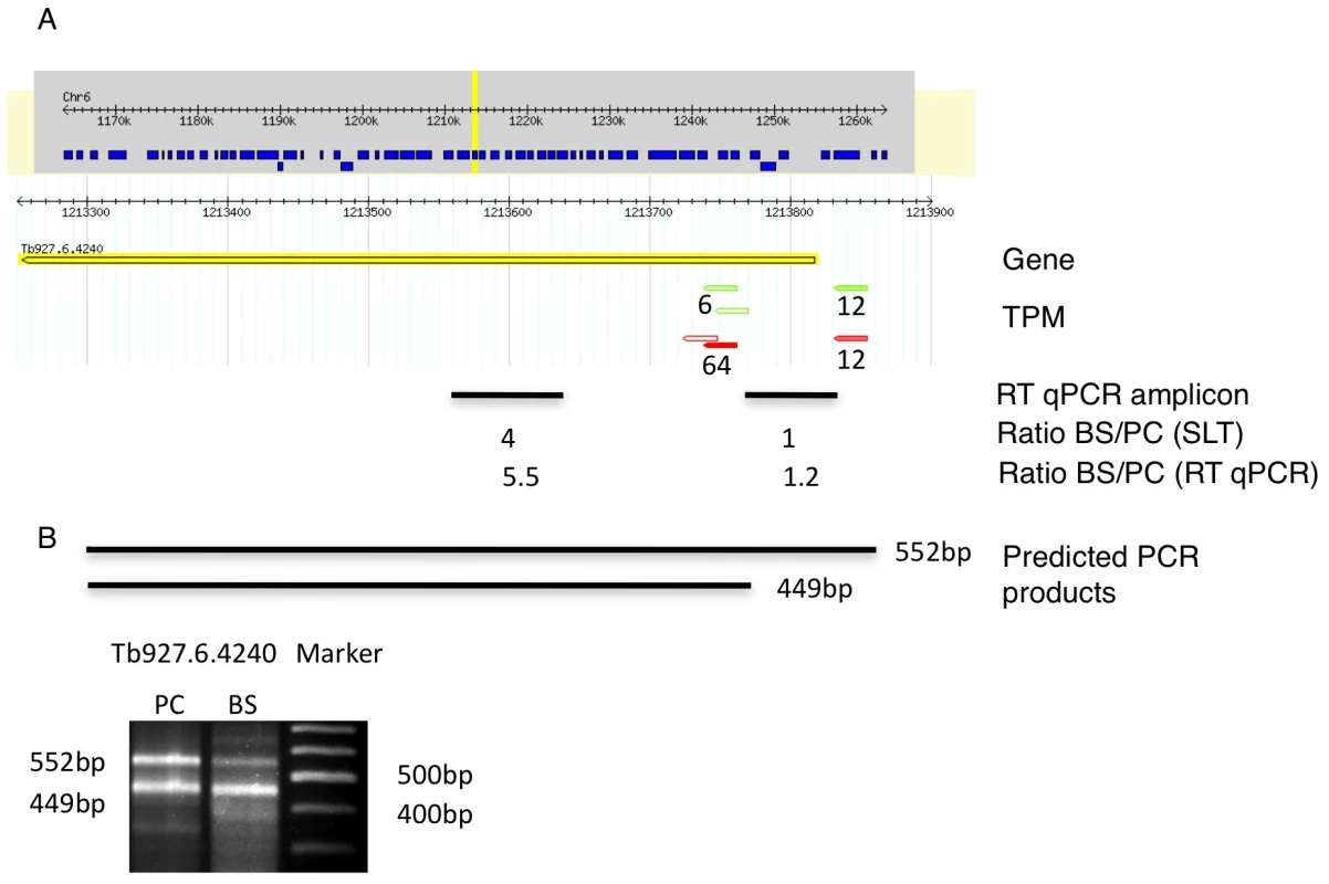 Example of a differentially spliced transcript (Tb927.6.4240).