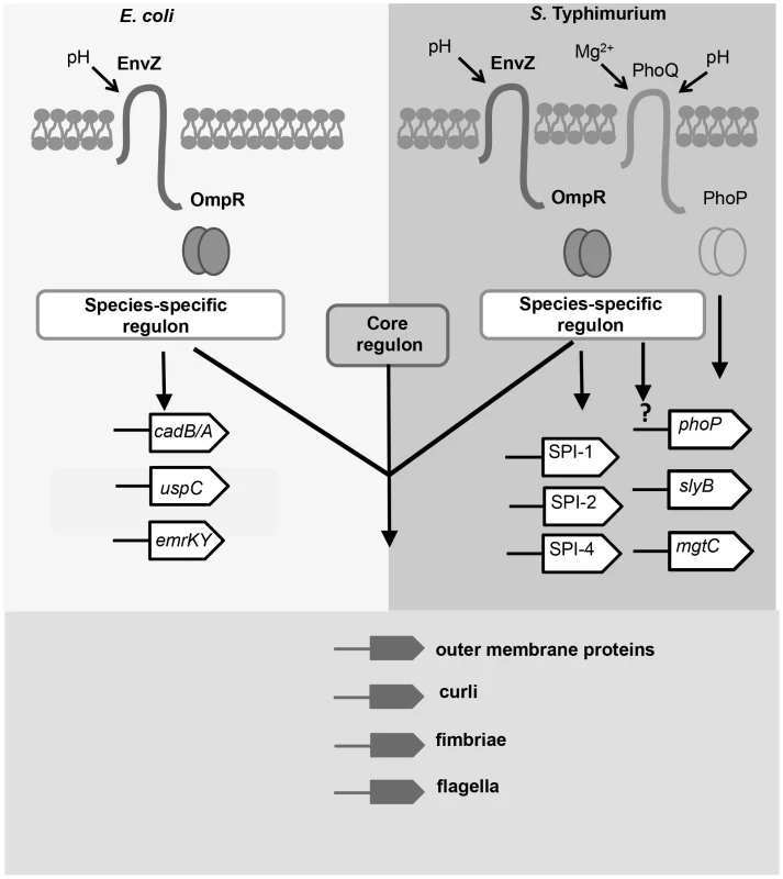 The OmpR regulons of <i>S.</i> Typhimurium and <i>E. coli</i> in acid pH.
