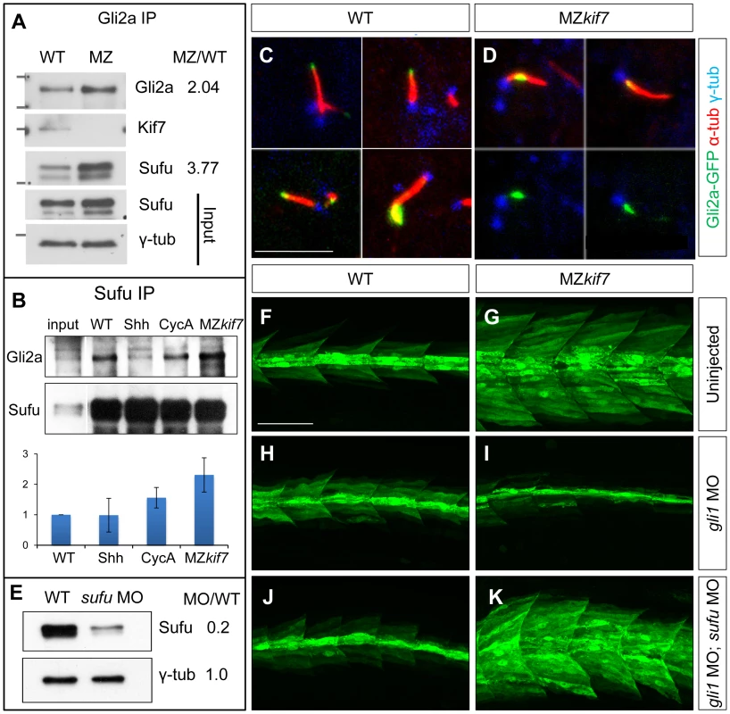 Kif7 modulates Gli2a localization and its association with Sufu.