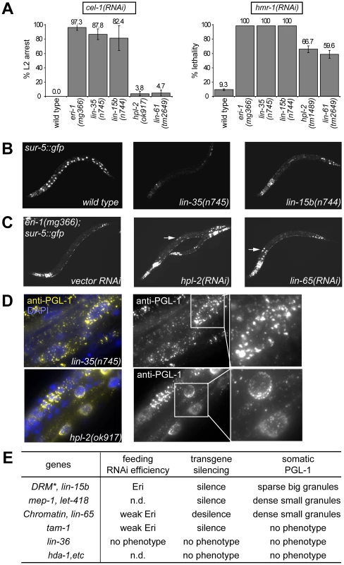 Distinct synMuv B mutant classes affect RNAi and PGL-1 misexpression differently.