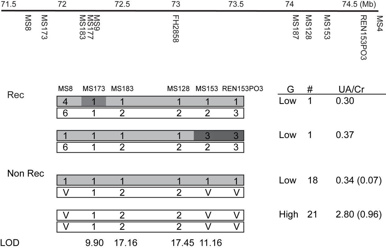 Fine structure mapping of the huu locus.