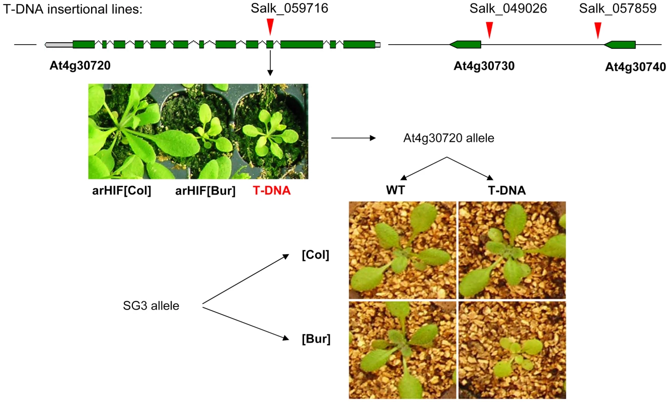 Quantitative complementation of an At4g30720 T–DNA allele.
