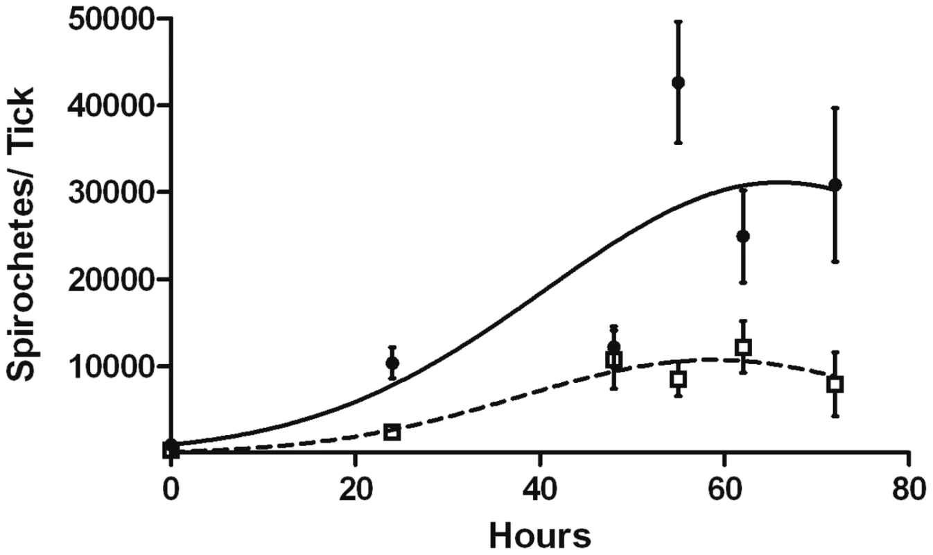 Replication of B31-A3 or CP176 in feeding nymphs.