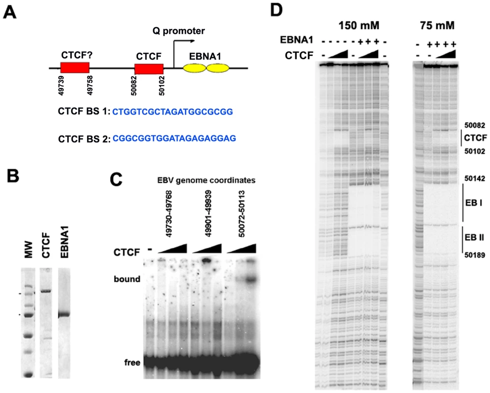 Identification of a CTCF binding site upstream of Qp.