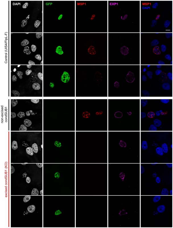 Onset of MSP1 expression is ablated in PbSUB1-deficient EEFs.