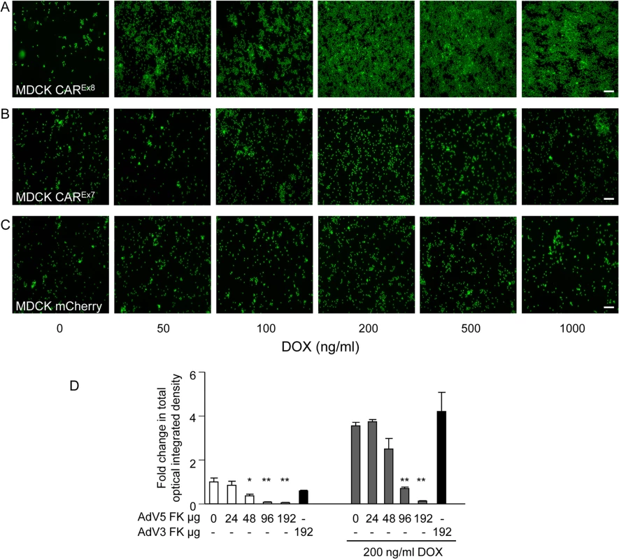 Apical CAR<sup>Ex8</sup> protein expression increases apical neutrophil adhesion that is sensitive to AdV5 FK.