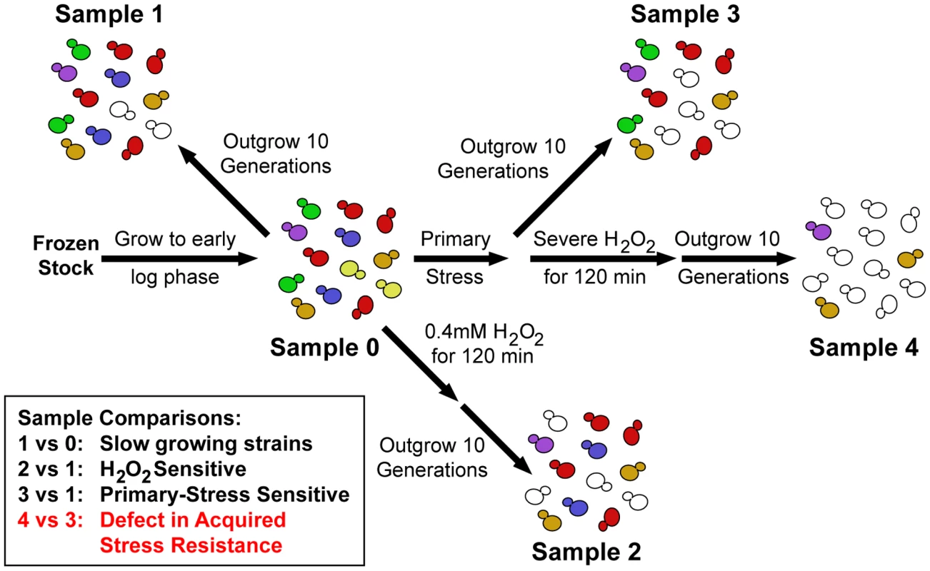 Experimental overview.