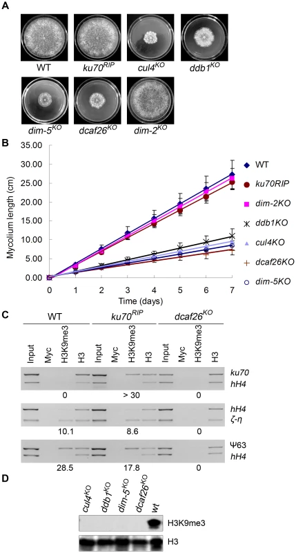 DCAF26 is essential for histone H3K9 trimethylation.