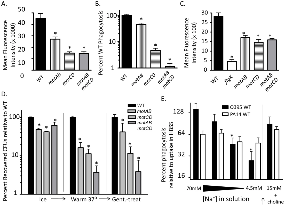 Successive loss of flagellar functionality enables stepwise increases in phagocytic resistance.