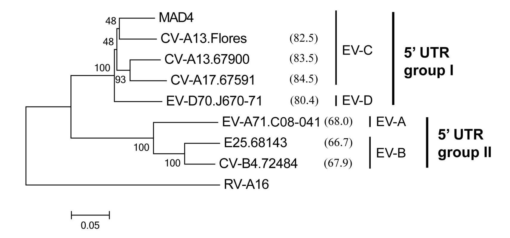 Phylogenetic relationships between the 5’ UTR sequences of the eight 5’ partners.