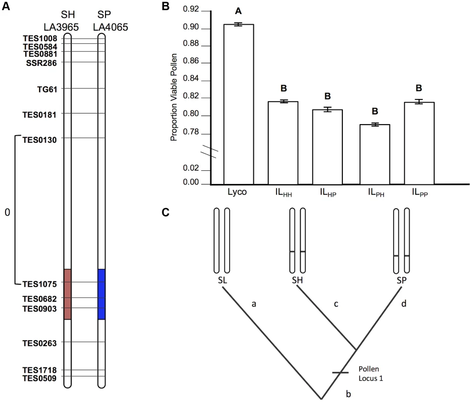 Test of allelism at pollen sterility locus <i>pf7.2</i>.