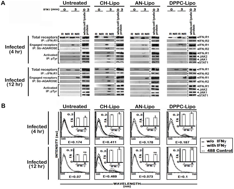 Analysis of raft association of steady-state and activated IFNγR signaling complex in LD infected and differentially treated MØs.