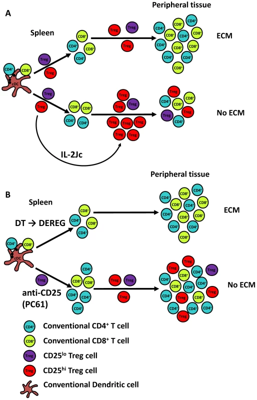 A proposed model for the roles of Treg cells in ECM.
