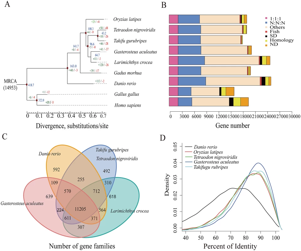 Phylogenetic tree of and orthologous genes in <i>L</i>. <i>crocea</i> and other vertebrates.