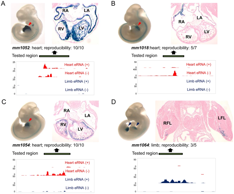 Transgenic characterization of TSTRs for tissue-specific enhancer activity.