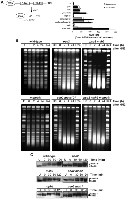 Pso2 and Mph1-Mgm101-MutSα protect against ICL-induced GCRs.
