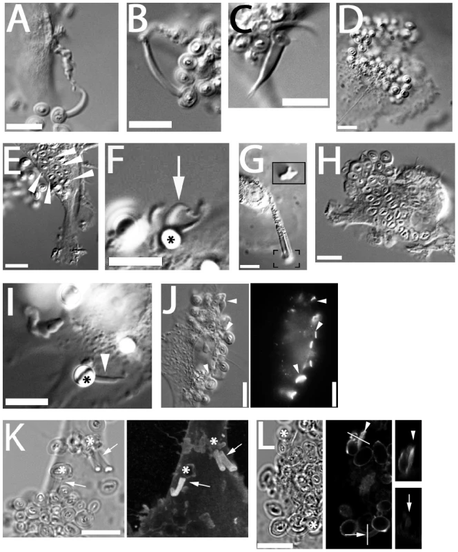 C-type lectin receptors and generation of fungipods.