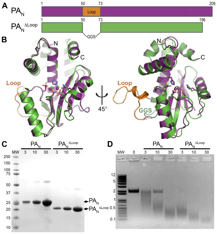 Crystal structure and endonuclease activity of PA<sub>N</sub><sup>ΔLoop</sup>.