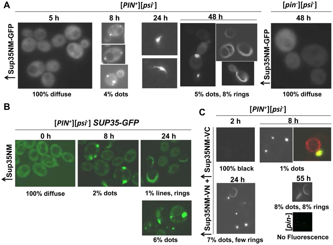 Sup35 forms vacuole-associated dots first, then rings during [<i>PSI<sup>+</sup></i>] induction.