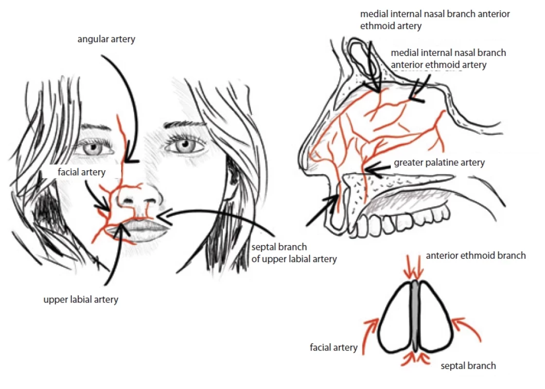 Vascular supply to the septal mucosa. (Drawing by A. Berkeš according to [2]).