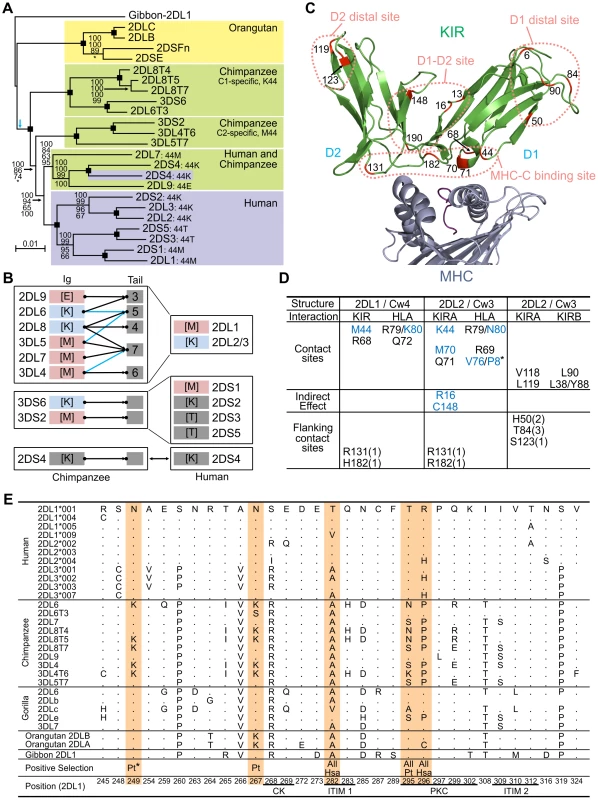Natural selection differentially diversified human and chimpanzee lineage III <i>KIR</i>.