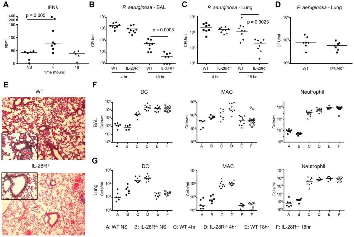 <i>P. aeruginosa</i> induction of IFNλ signaling inhibits bacterial clearance.