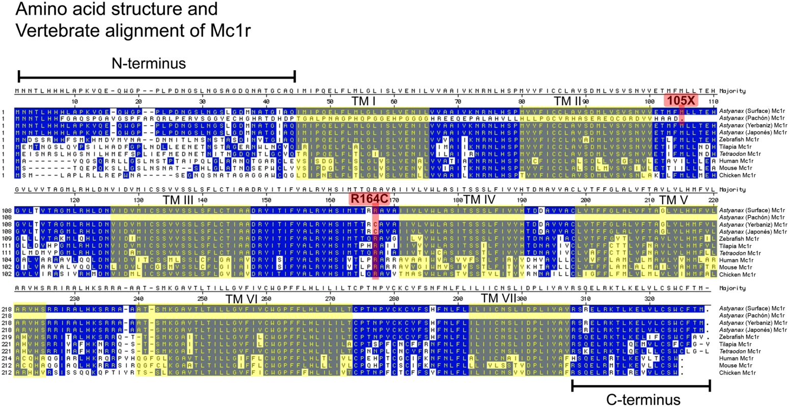Vertebrate alignment of the amino acid sequence of Mc1r.