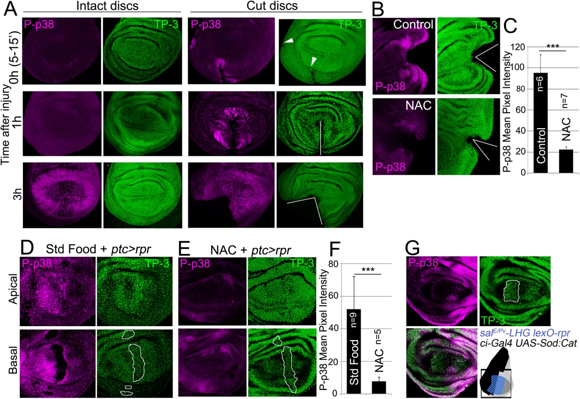 ROS stimulate p38 phosphorylation.