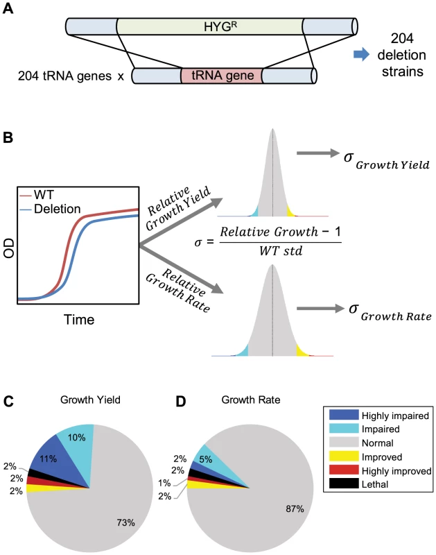 Creation and analysis of tRNA deletion library.