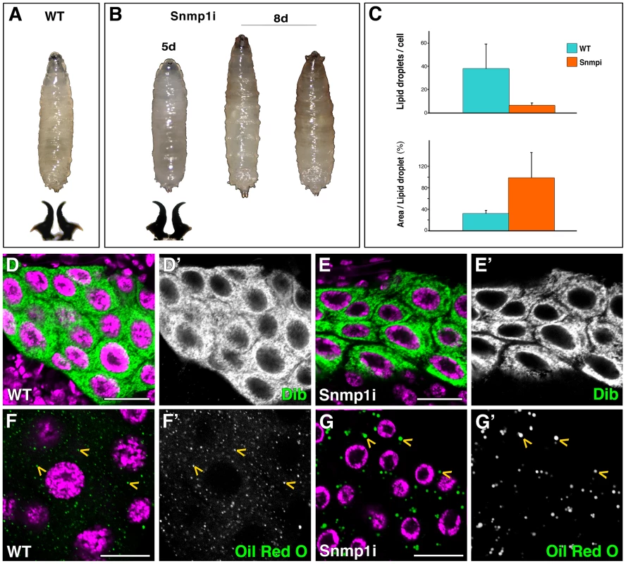 Snmp1 is required in the PG for pupariation and lipid uptake.
